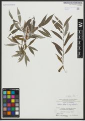 Foto von Salix alba L.